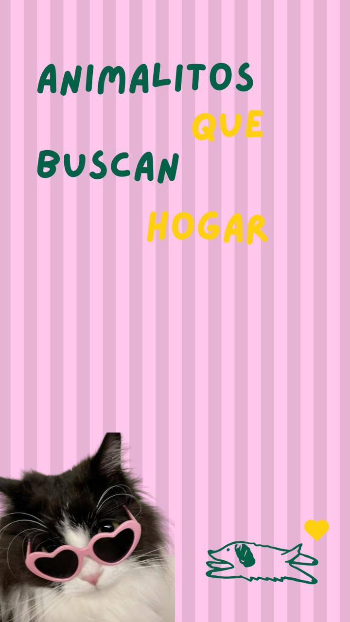 Animal en adopción A la Cucha