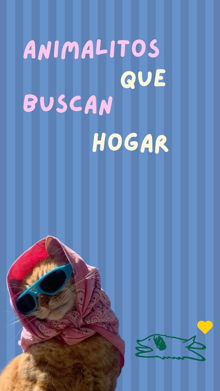 Animal en adopción A la Cucha