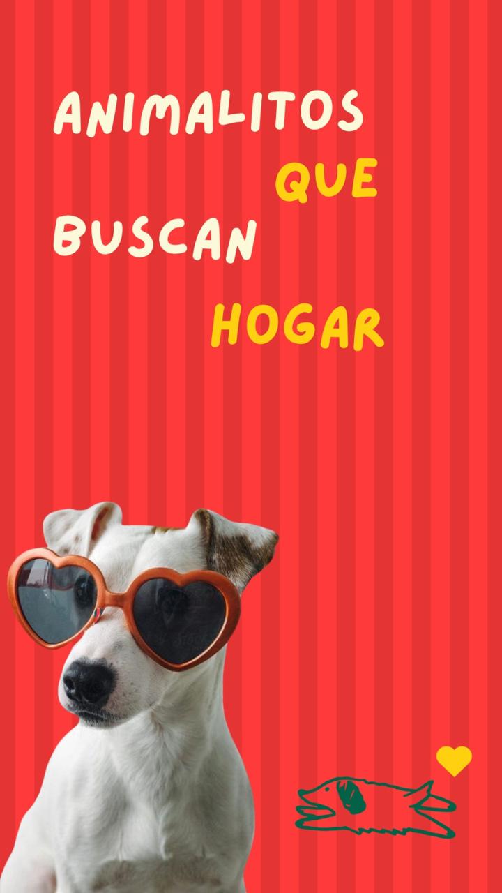 Animal en adopción A la Cucha