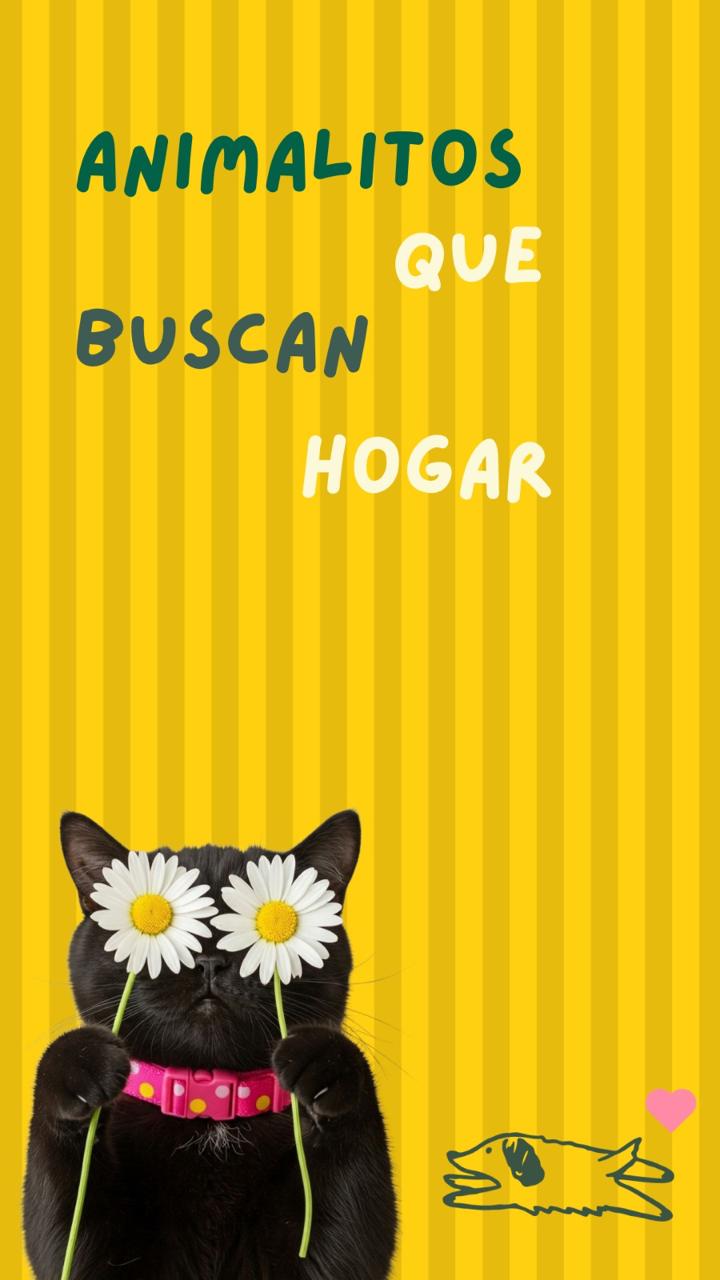 Animal en adopción A la Cucha