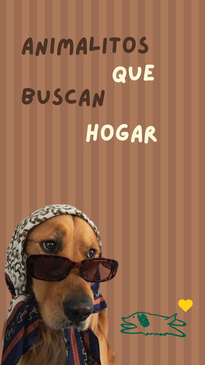 Animal en adopción A la Cucha