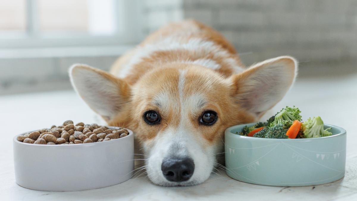 Los 7 alimentos que nunca deberías darle a tu perro según especialistas
