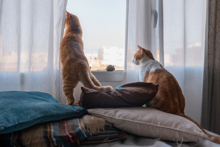 🐾 Cómo cuidar a tu mascota si vivís en un departamento