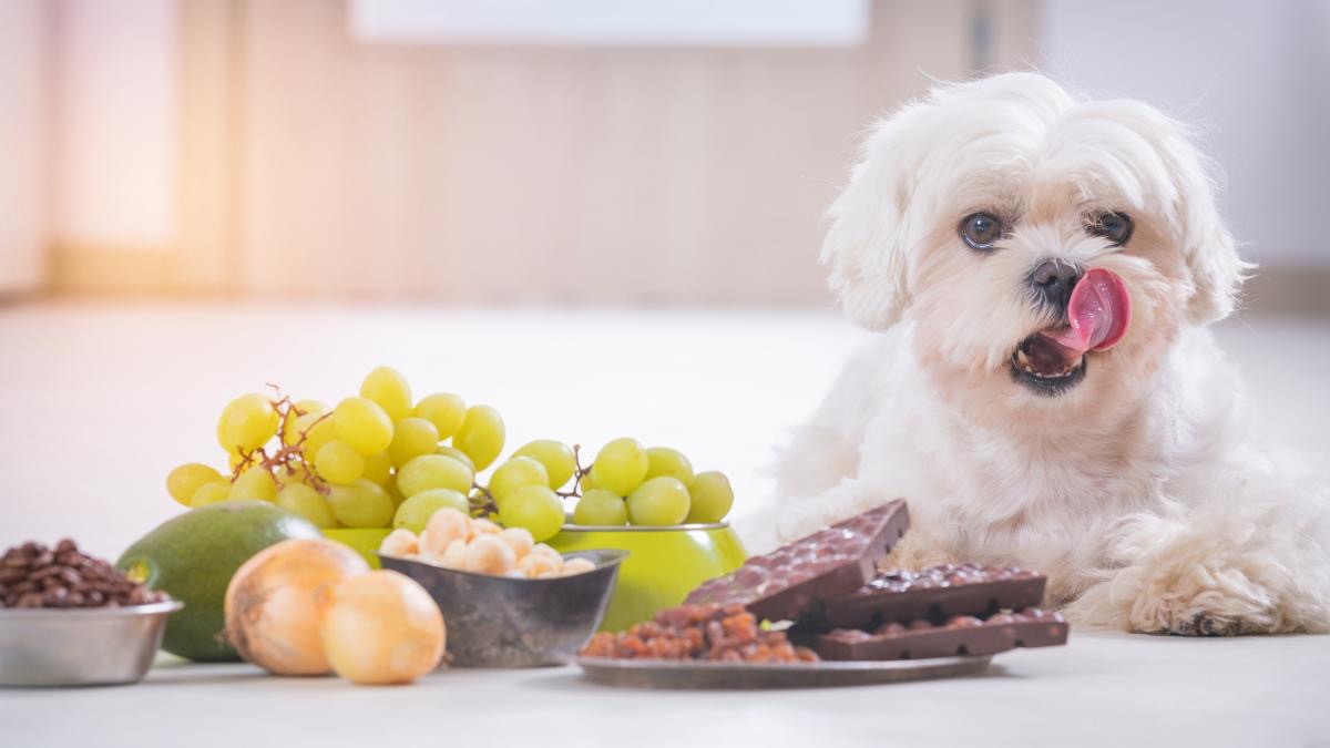 Los 7 alimentos que nunca deberías darle a tu perro según especialistas