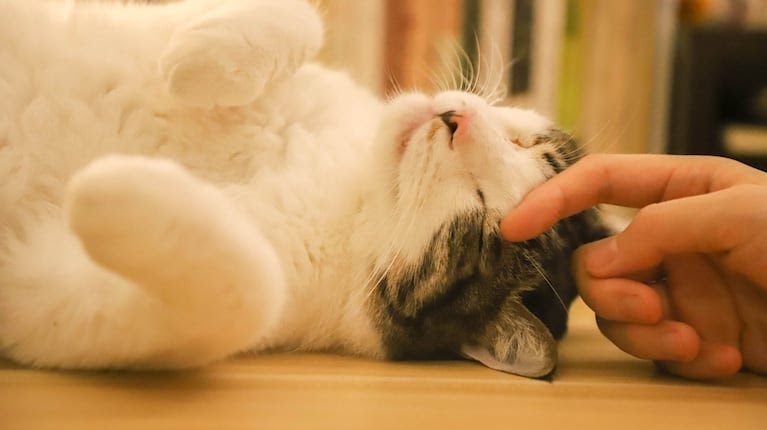 🐾 Cómo cuidar a tu mascota si vivís en un departamento