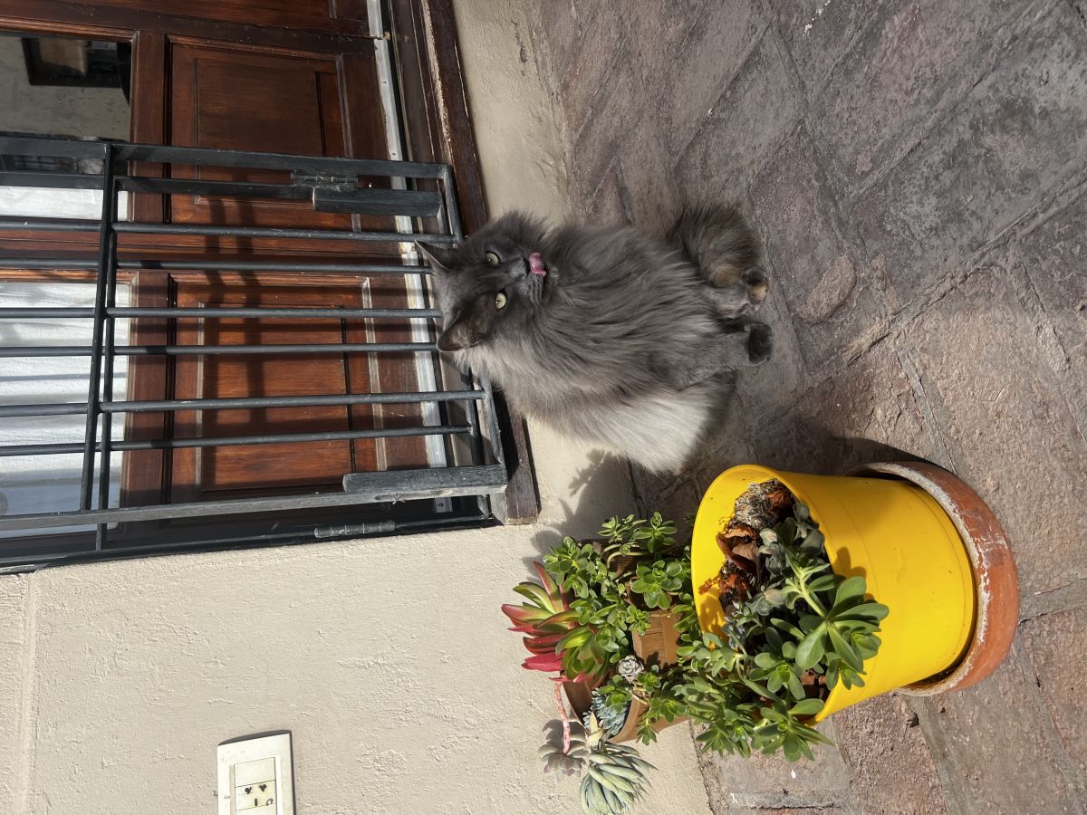 Foto del animal