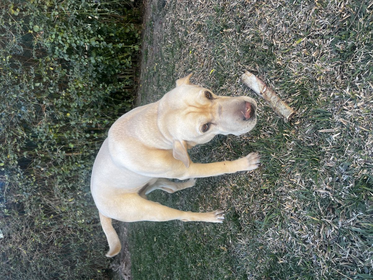 Foto del animal