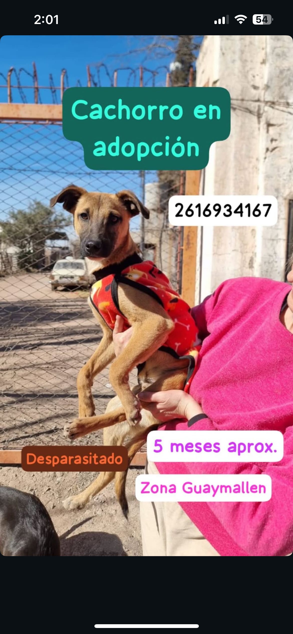 Foto del animal