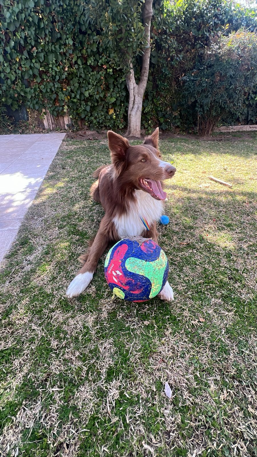 Foto del animal